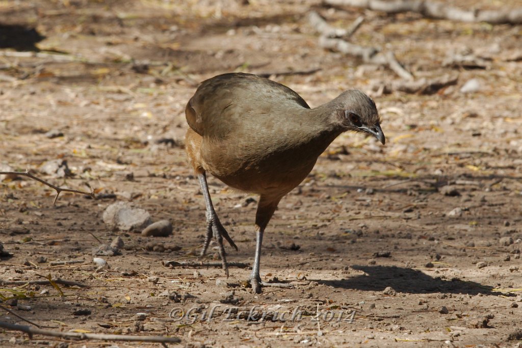 Plain Chachalaca 2014-01-26_1.jpg
